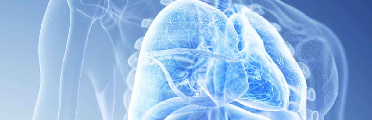Organe Anatomie Körper Medizin Innere Internist internistisch Gastronenterologie Leber Darm Magen Bauchspeicheldrüse Lunge Herz Milz Blase Hals Kehlkopf Magendarmtrakt Galle Pankreas Ulkus Dünndarm Speiseröhre